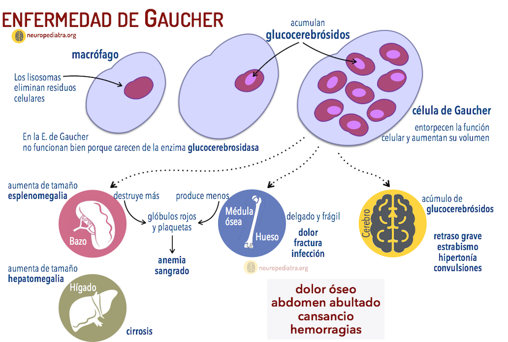 Que pruebas hace un neuropediatra