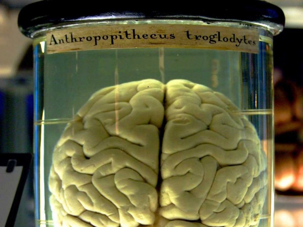 medicina para el cerebro medicina para el cerebro