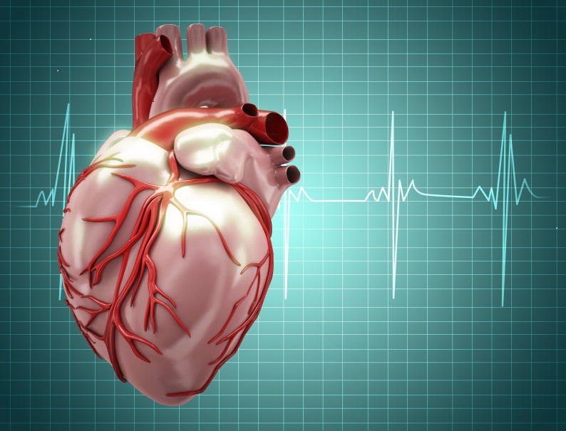 Rangos normales de frecuencia cardiaca