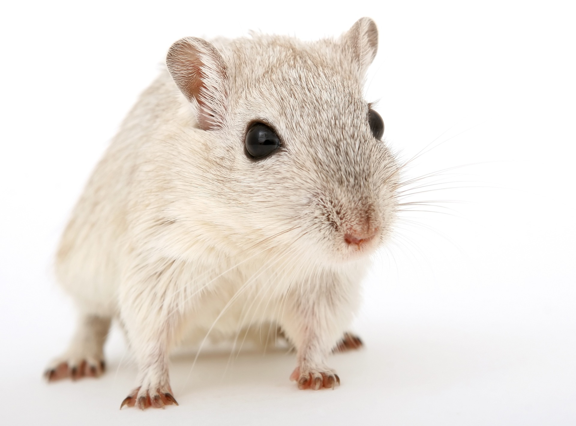 Terapia génica para revertir diabetes en ratones
