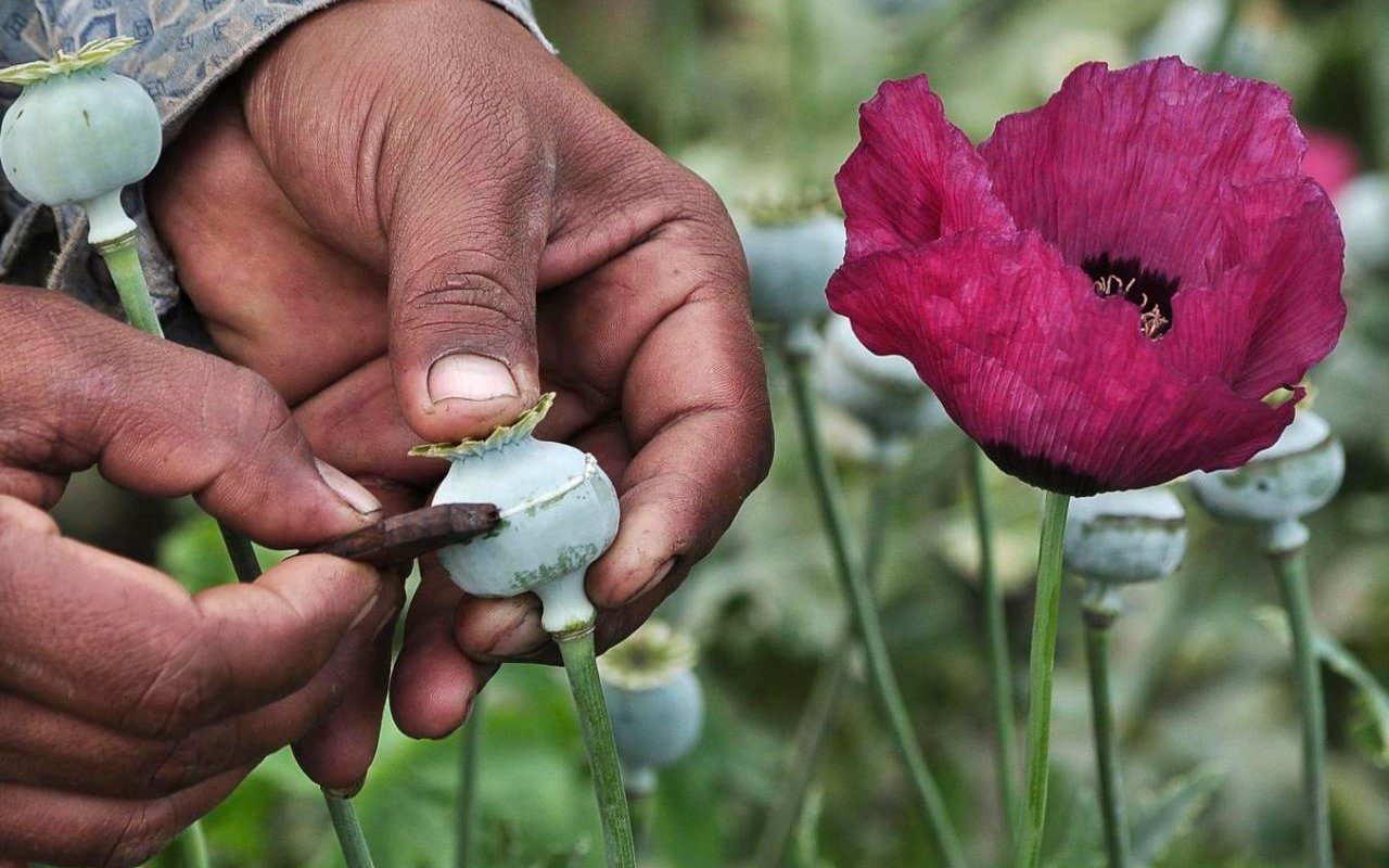 Droga Experimental, Posible Aliado Contra La Epidemia De Opio Nacion Farma Nación Farma Salud