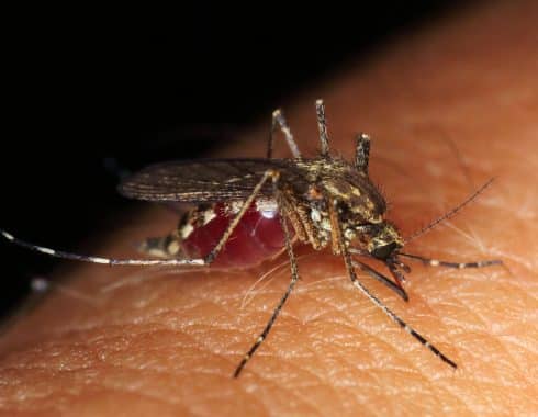 Cuba apuesta por una bacteria para detener la propagación de dengue