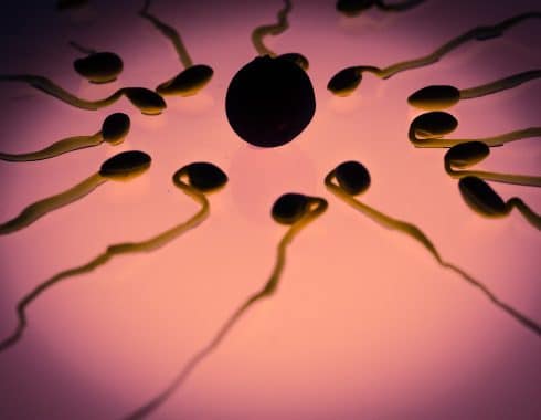 ¿El óvulo elige al espermatozoide?