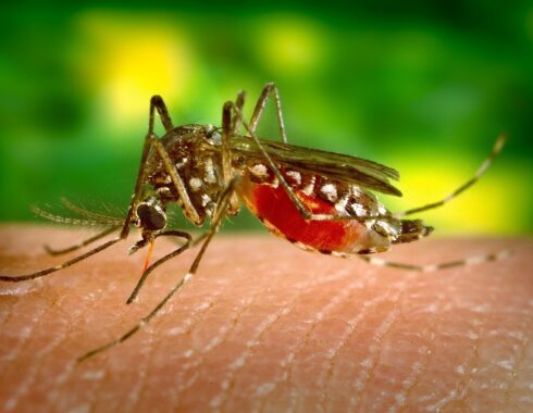 Virus del zika